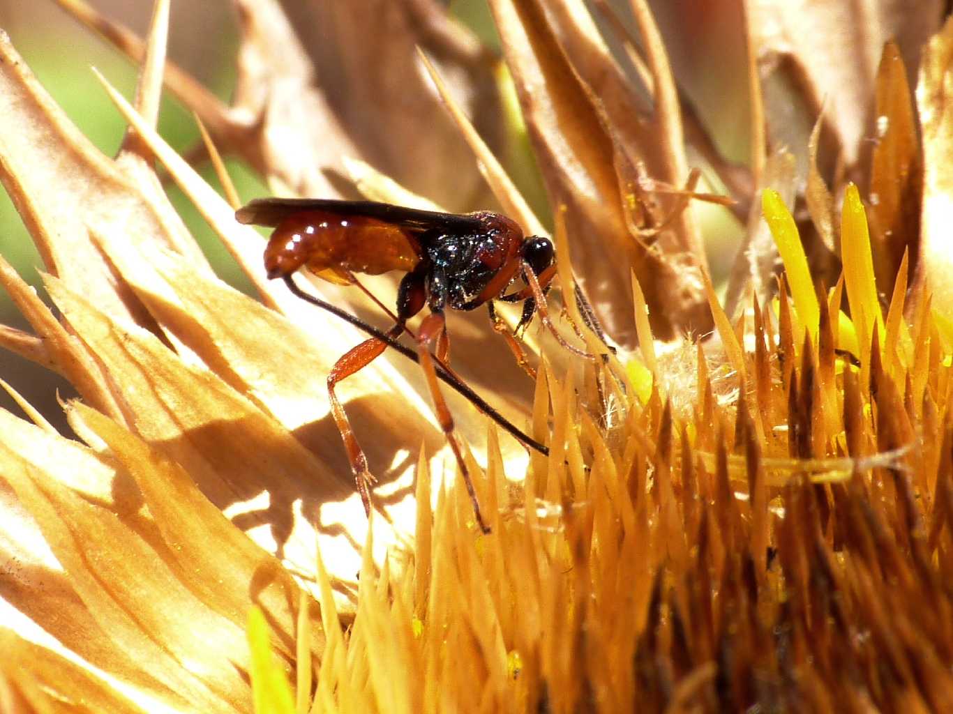 Piccolo Ichneumonidae  (o Braconidae?) su fiore di Carlina